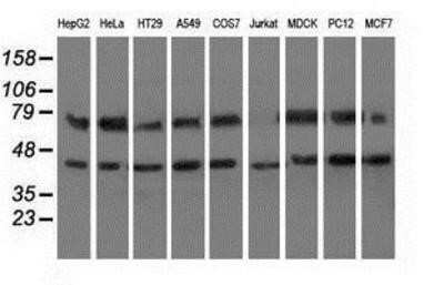 Western Blot: HspA6 Antibody (OTI1H3)Azide and BSA Free [NBP2-70959]