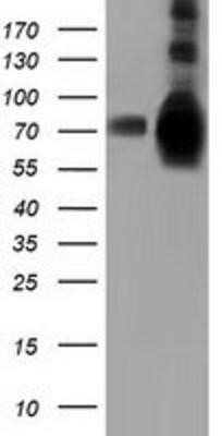 Western Blot: HspA6 Antibody (OTI1H3)Azide and BSA Free [NBP2-70959]