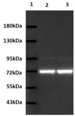 Western Blot: HspA6 Antibody [NBP1-85949]