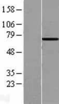 Western Blot: HspA6 Overexpression Lysate [NBL1-11754]