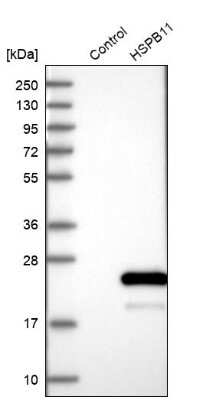 Western Blot: HspB11 Antibody [NBP1-88332]