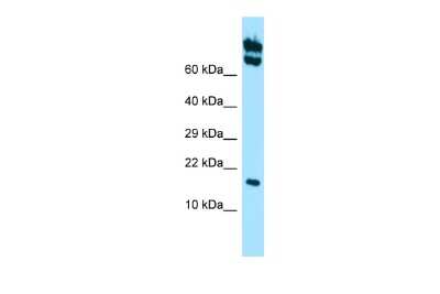 Western Blot: HspB11 Antibody [NBP2-83068]