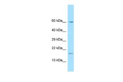 Western Blot: HspB11 Antibody [NBP2-83069]