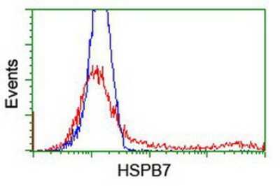 Flow Cytometry: HspB7 Antibody (OTI1D11) [NBP2-02666]