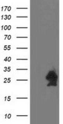 Western Blot: HspB7 Antibody (OTI1D11)Azide and BSA Free [NBP2-71833]