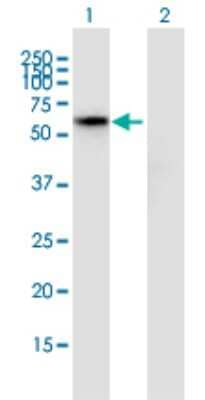 Western Blot: HspBAP1 Antibody (1A9) [H00079663-M01]