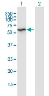 Western Blot: HspBAP1 Antibody (1C4) [H00079663-M02]