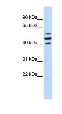 Western Blot: HspBAP1 Antibody [NBP1-80027]