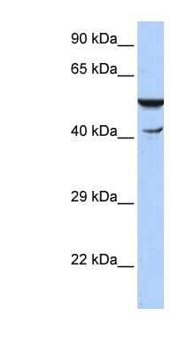 Western Blot: HspBAP1 Antibody [NBP1-80363]