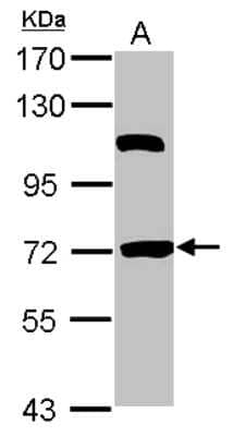 Western Blot: HspBAP1 Antibody [NBP2-16900]