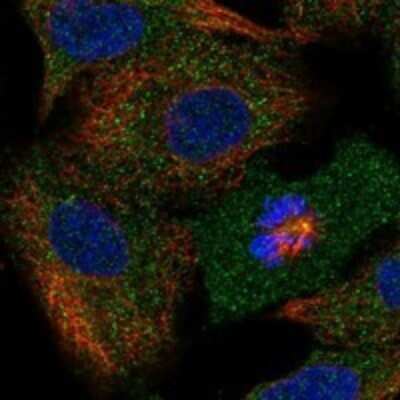 Immunocytochemistry/ Immunofluorescence: HspBP1 Antibody [NBP3-17868]