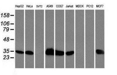Western Blot: HspBP1 Antibody (OTI1D5)Azide and BSA Free [NBP2-71761]
