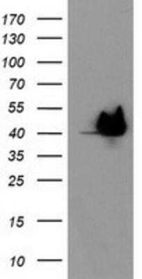 Western Blot: HspBP1 Antibody (OTI1D5)Azide and BSA Free [NBP2-71761]