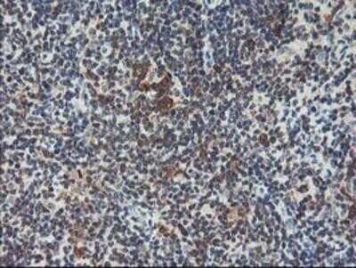 Immunohistochemistry-Paraffin: HspBP1 Antibody (OTI1D5) [NBP2-01168]