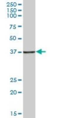 Western Blot: HspBP1 Antibody [H00023640-B01P]