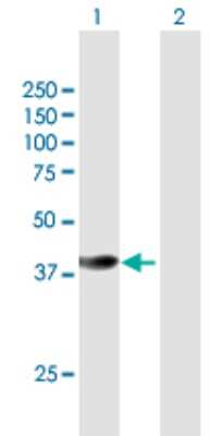 Western Blot: HspBP1 Antibody [H00023640-B01P]