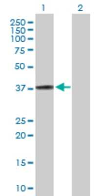 Western Blot: HspBP1 Antibody [H00023640-D01P]