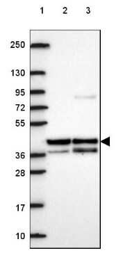 Western Blot: HspBP1 Antibody [NBP2-49658]