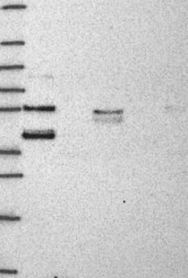 Western Blot: HspBP1 Antibody [NBP3-17868]