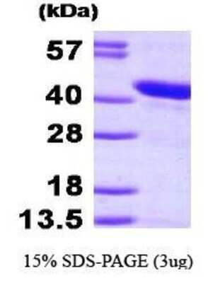 SDS-PAGE: Recombinant Human HspBP1 His Protein [NBP1-44481]