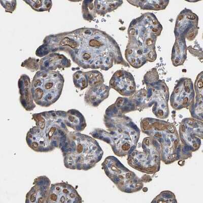 Immunohistochemistry-Paraffin: HtrA3 Antibody [NBP1-87211]