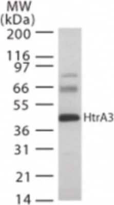 Western Blot: HtrA3 Antibody [NB600-1151]