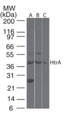 Western Blot: HtrA3 Antibody [NB600-1151]