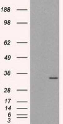 Western Blot: HuR/ELAVL1 Antibody (OTI14F4) [NBP2-02287]