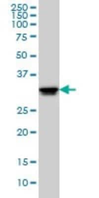 Western Blot: HuR/ELAVL1 Antibody (4G8) [H00001994-M02]