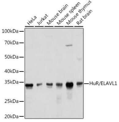 Western Blot: HuR/ELAVL1 Antibody (9Q6L3) [NBP3-15820]