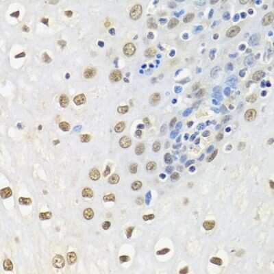 Immunohistochemistry-Paraffin: HuR/ELAVL1 Antibody - BSA Free [NBP3-02947]