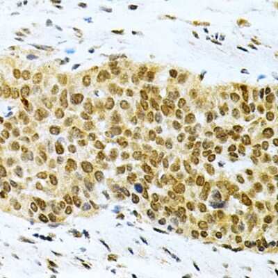 Immunohistochemistry-Paraffin: HuR/ELAVL1 Antibody - BSA Free [NBP3-03449]
