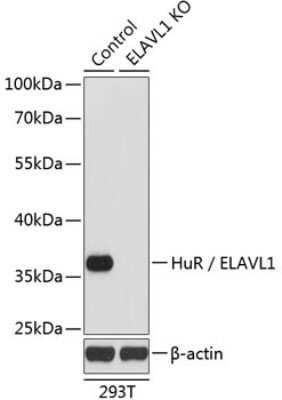 Knockout Validated: HuR/ELAVL1 Antibody - BSA Free [NBP3-02947]