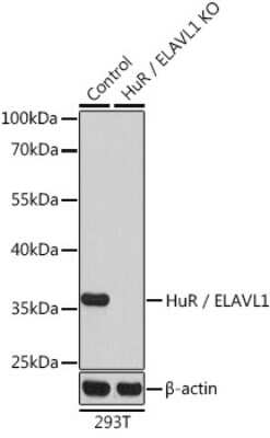 Knockout Validated: HuR/ELAVL1 Antibody - BSA Free [NBP3-03449]