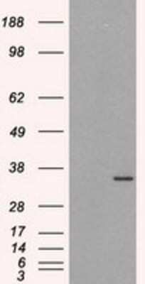 Western Blot: HuR/ELAVL1 Antibody (OTI14F4)Azide and BSA Free [NBP2-70635]