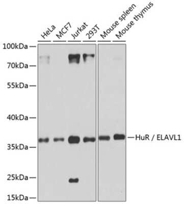 Western Blot: HuR/ELAVL1 AntibodyBSA Free [NBP3-02947]