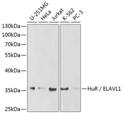 Western Blot: HuR/ELAVL1 AntibodyBSA Free [NBP3-03449]