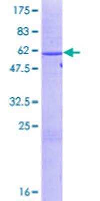 SDS-PAGE: Recombinant Human HuR/ELAVL1 GST (N-Term) Protein [H00001994-P01]