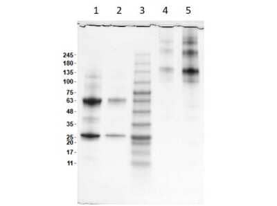 SDS-PAGE: Human IgA Isotype Control [NBP1-97039]