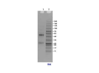 SDS-PAGE: Human IgG Isotype Control [NBP1-97043]