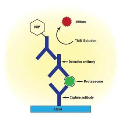 ELISA: Human 20S Proteasome ELISA Kit (Colorimetric) [NBP2-62173]