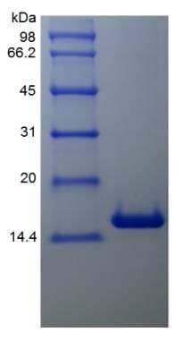 SDS-PAGE: Recombinant Human BCL-W/BCL2L2 Protein [NBP2-34895]