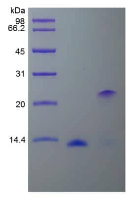 SDS-PAGE: Recombinant Human BMP-2 Protein [NBP2-34928]