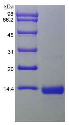 SDS-PAGE: Recombinant Human BMP-4 Protein [NBP2-34931]