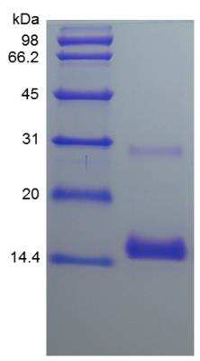 SDS-PAGE: Recombinant Human BMP-7 Protein [NBP2-34933]