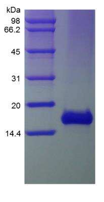 SDS-PAGE: Recombinant Human CCL21/6Ckine Protein [NBP2-35002]