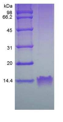 SDS-PAGE: Recombinant Human CCL3/MIP-1 alpha Protein [NBP2-35011]