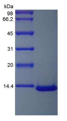 SDS-PAGE: Recombinant Human CCL7/MCP-3/MARC Protein [NBP2-34972]