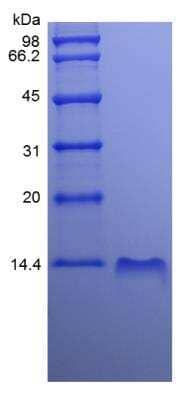 SDS-PAGE: Recombinant Human CXCL10/IP-10/CRG-2 Protein [NBP2-34911]