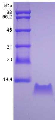 SDS-PAGE: Recombinant Human CXCL3/GRO gamma/CINC-2/DCIP-1 Protein [NBP2-34914]